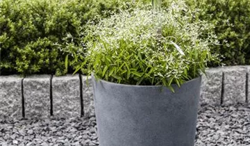 Zum Vergrößern klicken Bildvorschau