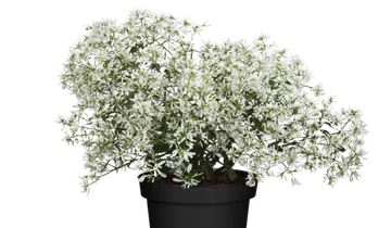 Zum Vergrößern klicken Bildvorschau