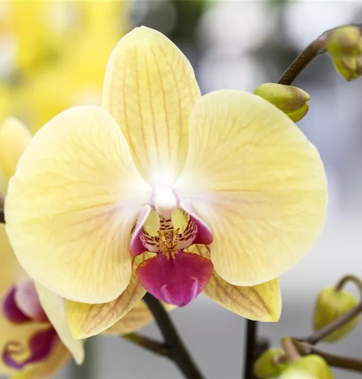 Schmetterlingsorchidee