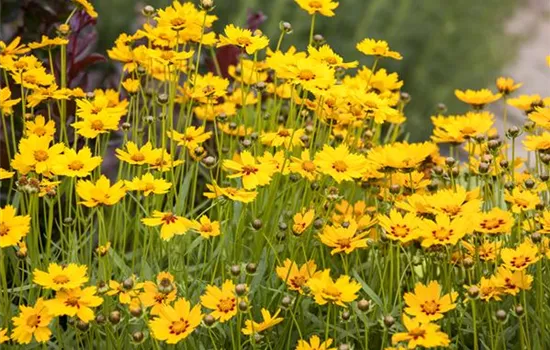 Coreopsis grandiflora