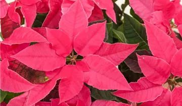 Zum Vergrößern klicken Bildvorschau