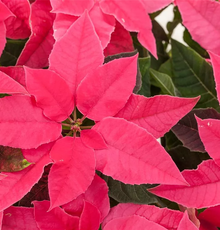 Herbststern Herbststern