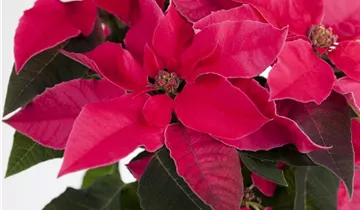 Zum Vergrößern klicken Bildvorschau