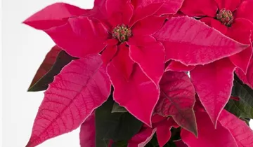 Zum Vergrößern klicken Bildvorschau