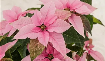 Zum Vergrößern klicken Bildvorschau