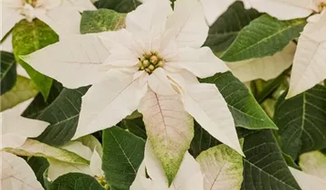 Zum Vergrößern klicken Bildvorschau