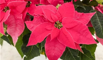 Zum Vergrößern klicken Bildvorschau