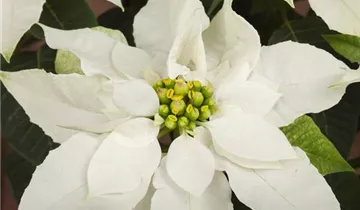 Zum Vergrößern klicken Bildvorschau