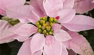 Zum Vergrößern klicken Bildvorschau