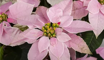 Zum Vergrößern klicken Bildvorschau