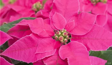 Zum Vergrößern klicken Bildvorschau