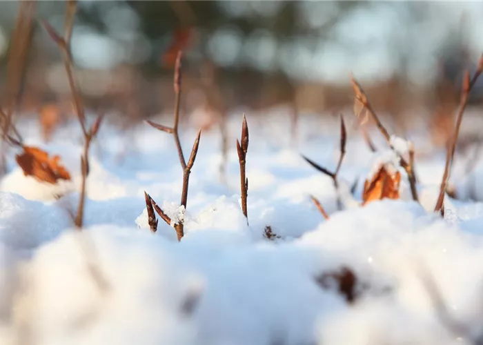 Den Garten winterfest machen Den Garten winterfest machen