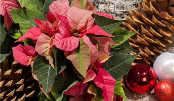 Zum Vergrößern klicken Bildvorschau