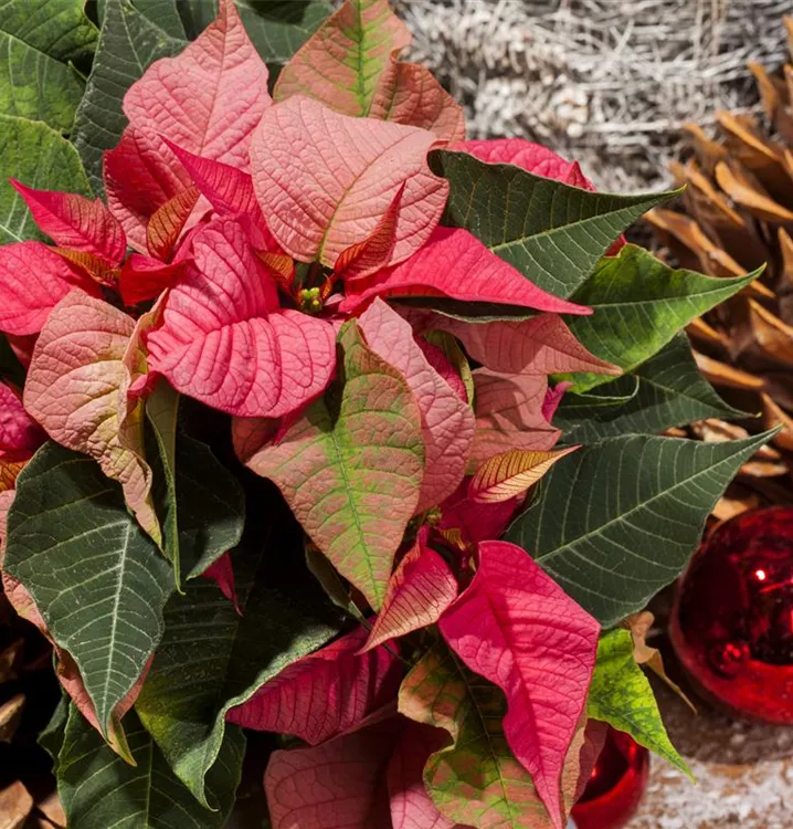 Weihnachtsstern Weihnachtsstern