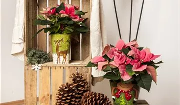 Zum Vergrößern klicken Bildvorschau