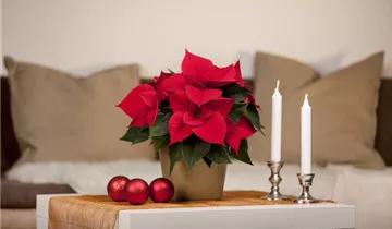 Zum Vergrößern klicken Bildvorschau