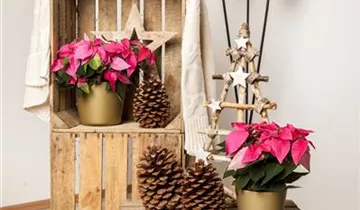 Zum Vergrößern klicken Bildvorschau