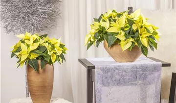 Zum Vergrößern klicken Bildvorschau