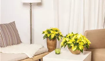 Zum Vergrößern klicken Bildvorschau