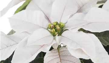 Zum Vergrößern klicken Bildvorschau