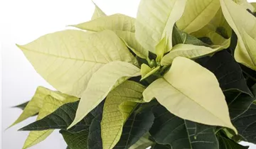 Zum Vergrößern klicken Bildvorschau