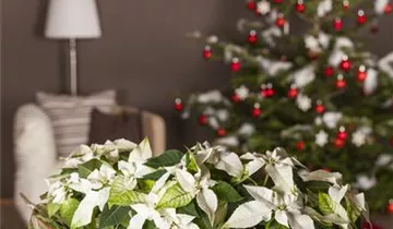 Zum Vergrößern klicken Bildvorschau