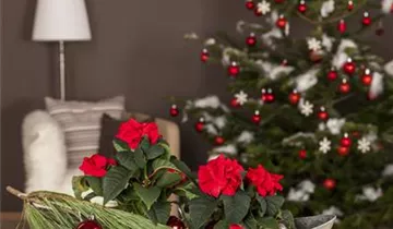 Zum Vergrößern klicken Bildvorschau