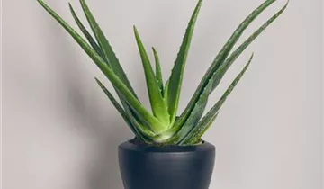 Zum Vergrößern klicken Bildvorschau