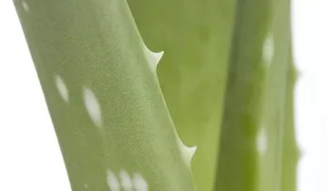 Zum Vergrößern klicken Bildvorschau