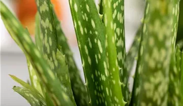 Zum Vergrößern klicken Bildvorschau