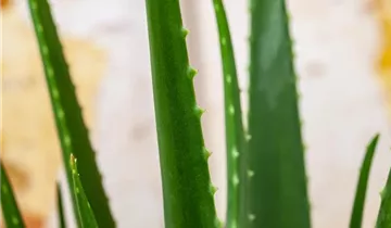 Zum Vergrößern klicken Bildvorschau