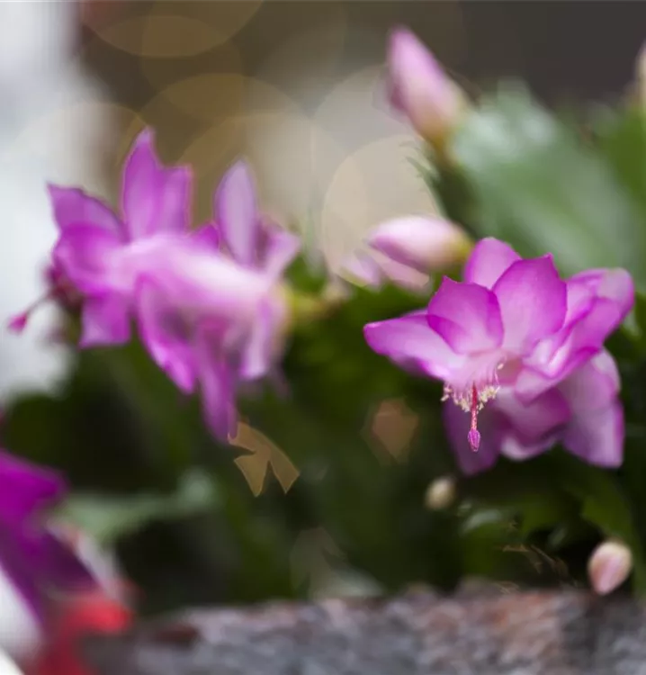 Weihnachts-Kaktus Weihnachts-Kaktus