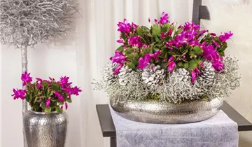 Zum Vergrößern klicken Bildvorschau