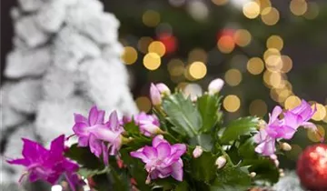 Zum Vergrößern klicken Bildvorschau