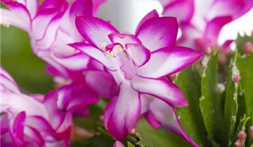 Zum Vergrößern klicken Bildvorschau