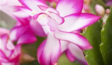 Zum Vergrößern klicken Bildvorschau