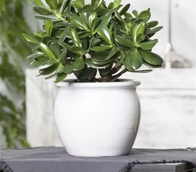 Crassula ovata Crassula ovata