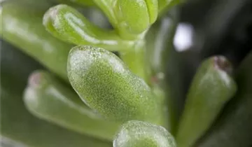 Zum Vergrößern klicken Bildvorschau