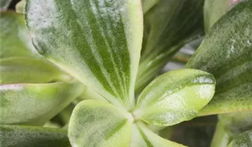 Zum Vergrößern klicken Bildvorschau