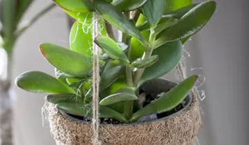 Zum Vergrößern klicken Bildvorschau