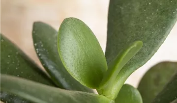 Zum Vergrößern klicken Bildvorschau