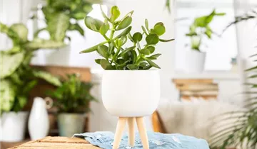 Zum Vergrößern klicken Bildvorschau