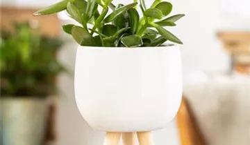 Zum Vergrößern klicken Bildvorschau