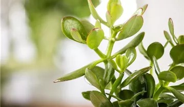 Zum Vergrößern klicken Bildvorschau