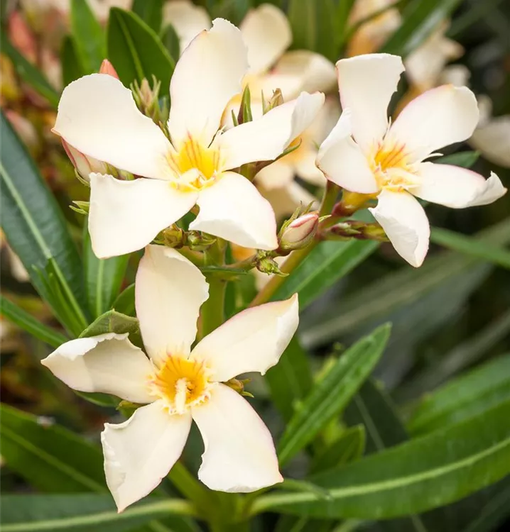 Oleander