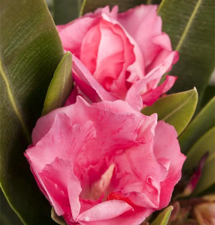 Oleander