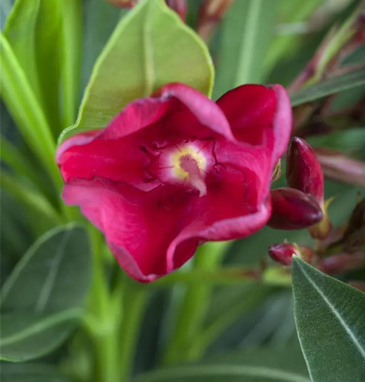 Oleander