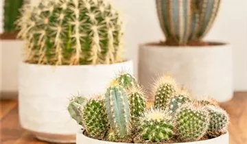 Zum Vergrößern klicken Bildvorschau