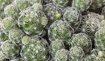 Zum Vergrößern klicken Bildvorschau