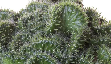 Zum Vergrößern klicken Bildvorschau